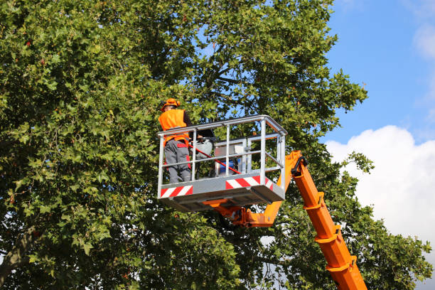 Professional Tree Removal and Landscaping Services in Corrales, NM